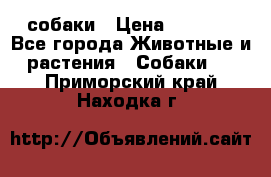 собаки › Цена ­ 2 500 - Все города Животные и растения » Собаки   . Приморский край,Находка г.